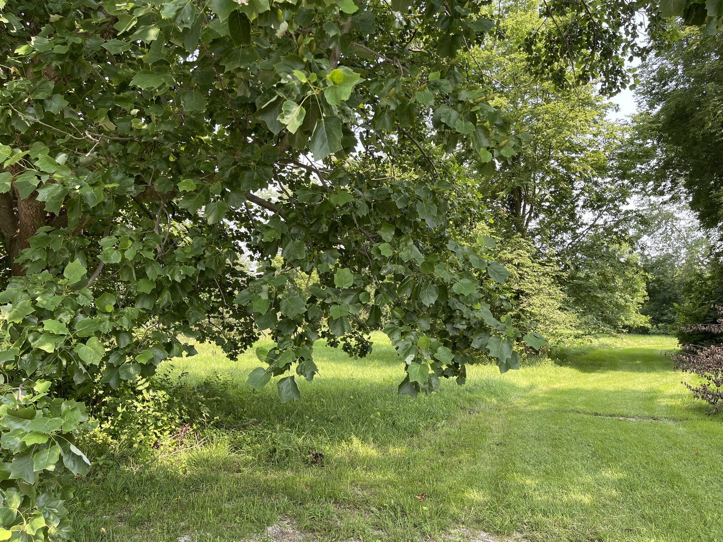 4 Moss Lake Road Farmer City, IL 61842 - Photo 6 of 12 a view of a yard with a tree