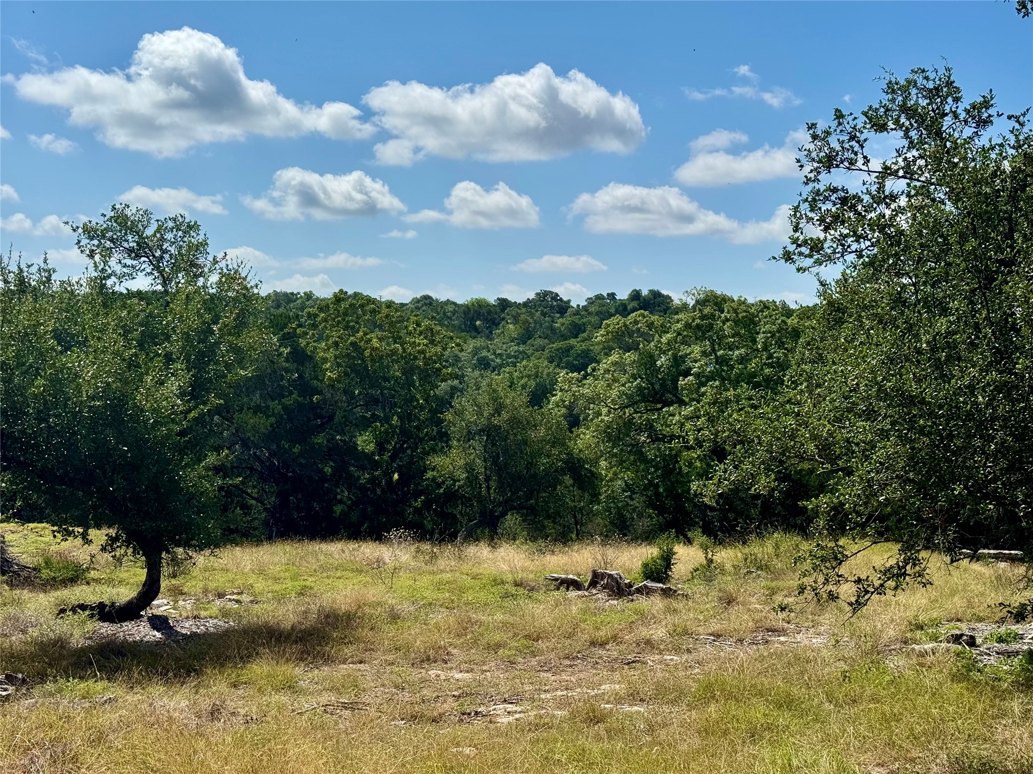 242 Landons Way Georgetown, TX 78633 - Photo 9 of 30 A tranquil, tree-lined landscape offers peaceful rural views, perfect for a private retreat.