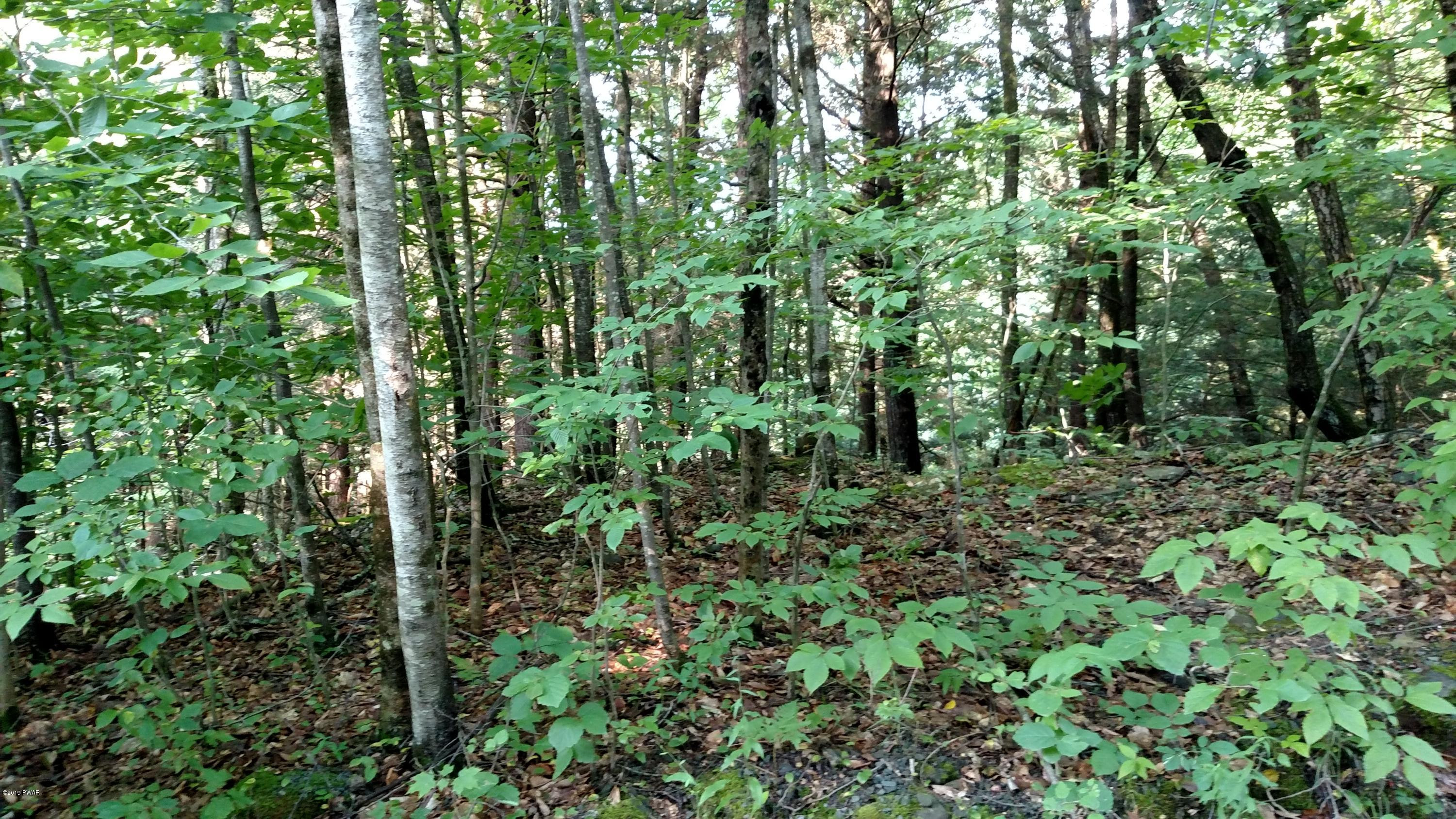 Adams Road Equinunk, PA 18417 - Photo 4 of 4 Wooded property