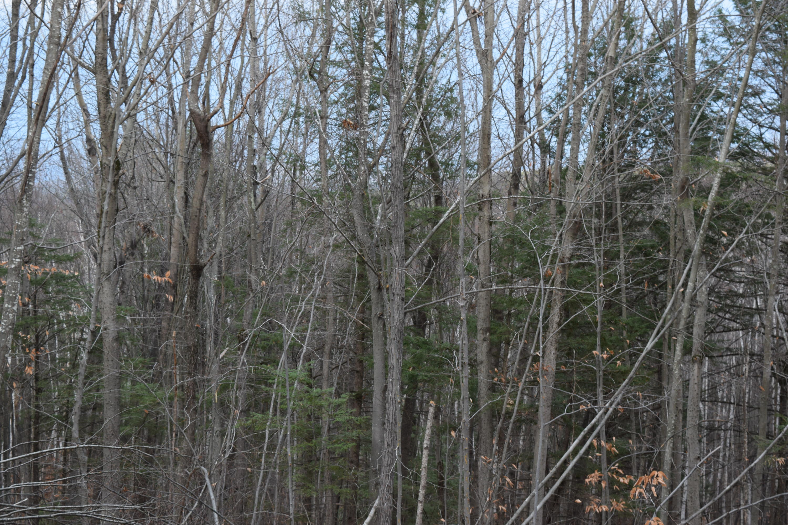 0 Highland Park Road Fryeburg, ME 04037 - Photo 30 of 31 DSC_0003