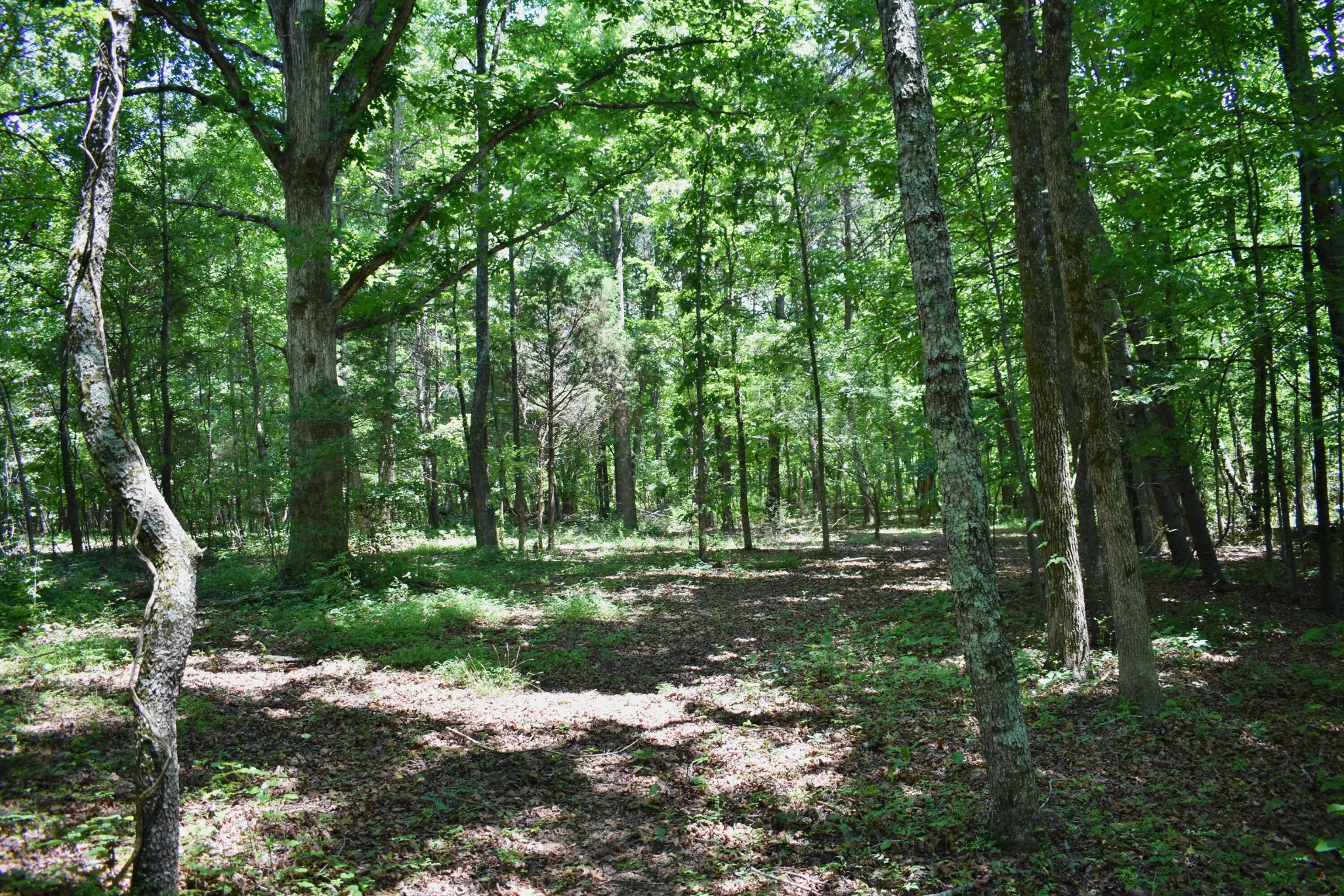 5858 Wolf Creek Road Spring City, TN 37381 - Photo 43 of 76