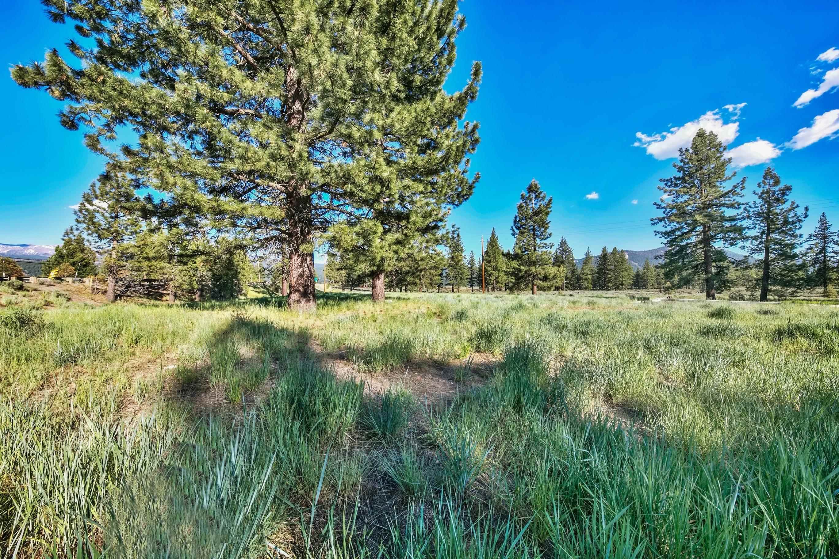 9701 Highway 267 Truckee, CA 96161 - Photo 6 of 21 a view of a big yard with large trees