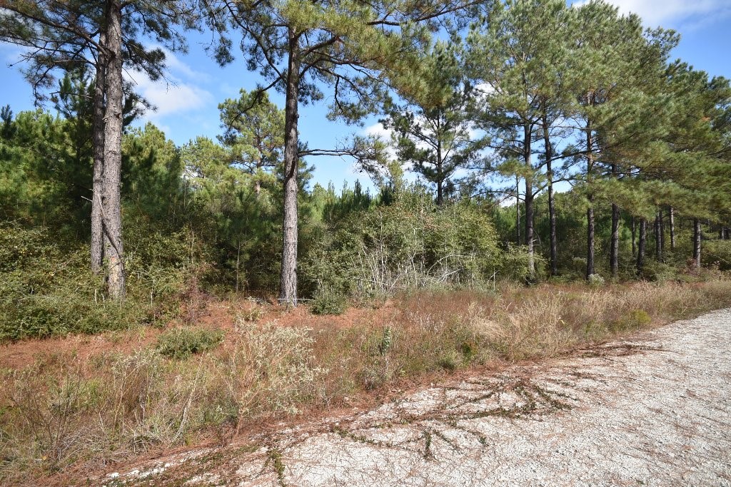 0 Brown Road Trinity, TX 75862 - Photo 8 of 15 Gallery Image 8