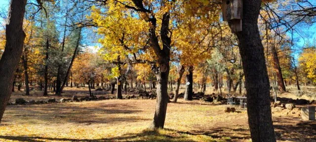 a view of yard with trees