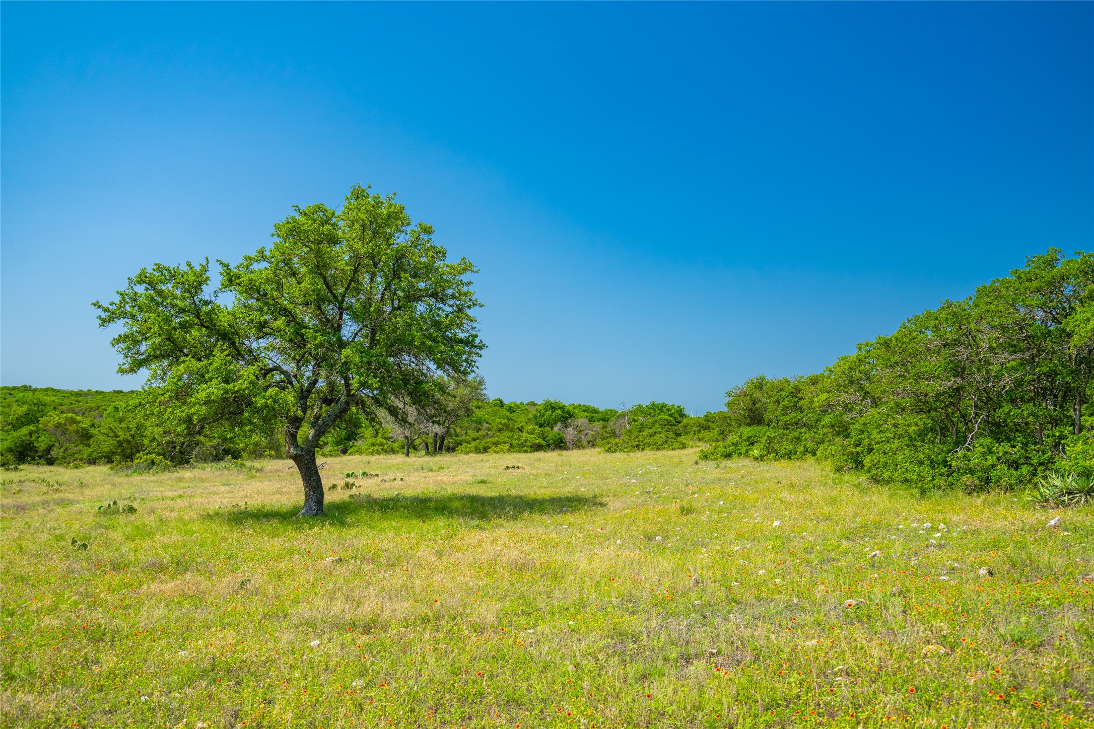 0 County Road 239 Hamilton, TX 76531 - Photo 14 of 17 a view of yard with green space and trees