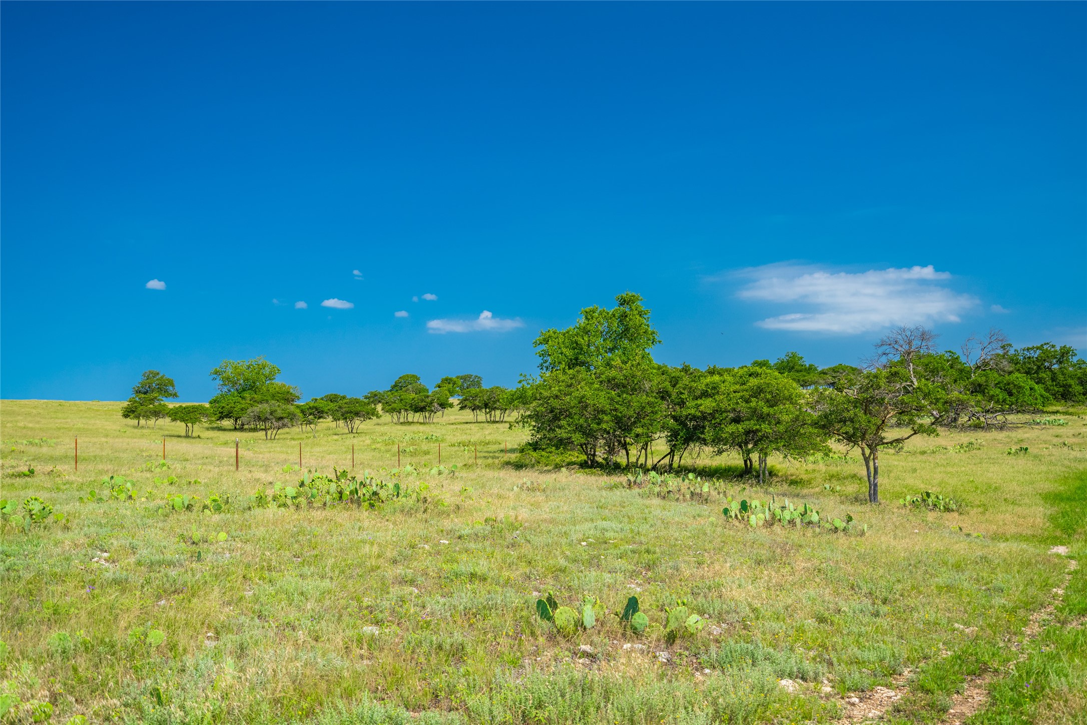 0 County Road 239 Hamilton, TX 76531 - Photo 2 of 17 a view of yard with large trees