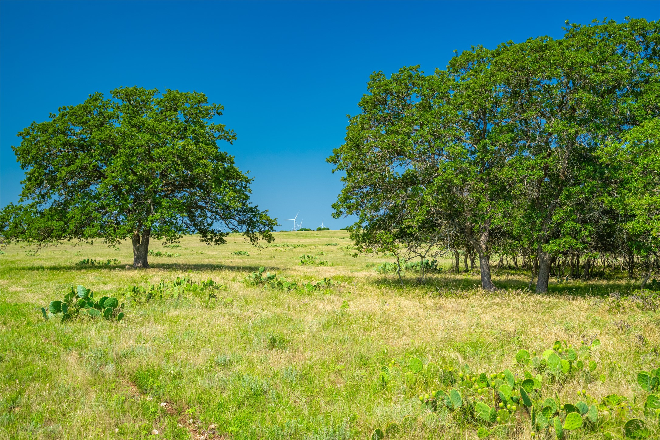 0 County Road 239 Hamilton, TX 76531 - Photo 7 of 17 a yard with trees in the background