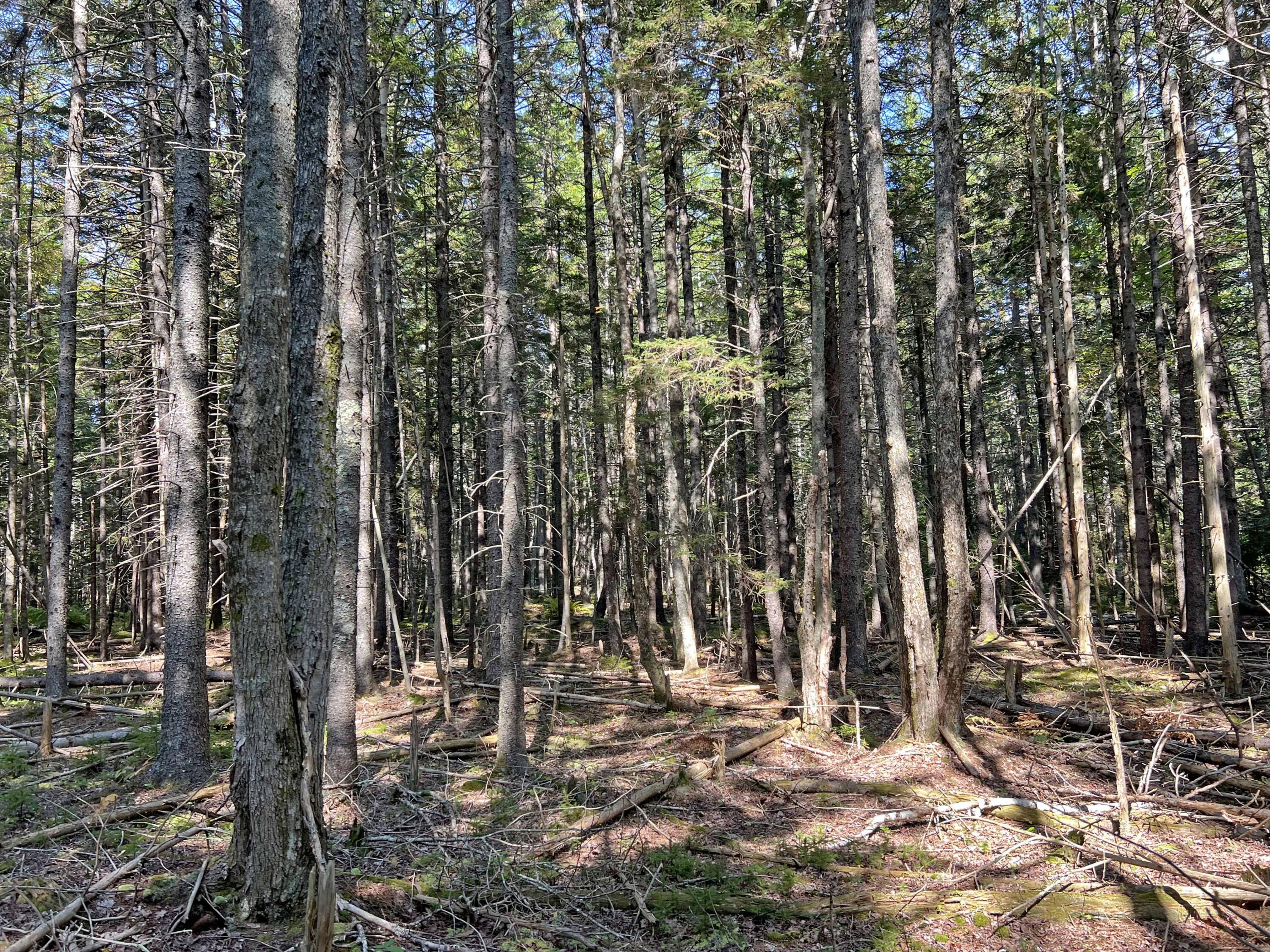 485 Oak Point Road Trenton, ME 04605 - Photo 19 of 22 3e