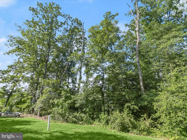 a view of a lush green forest