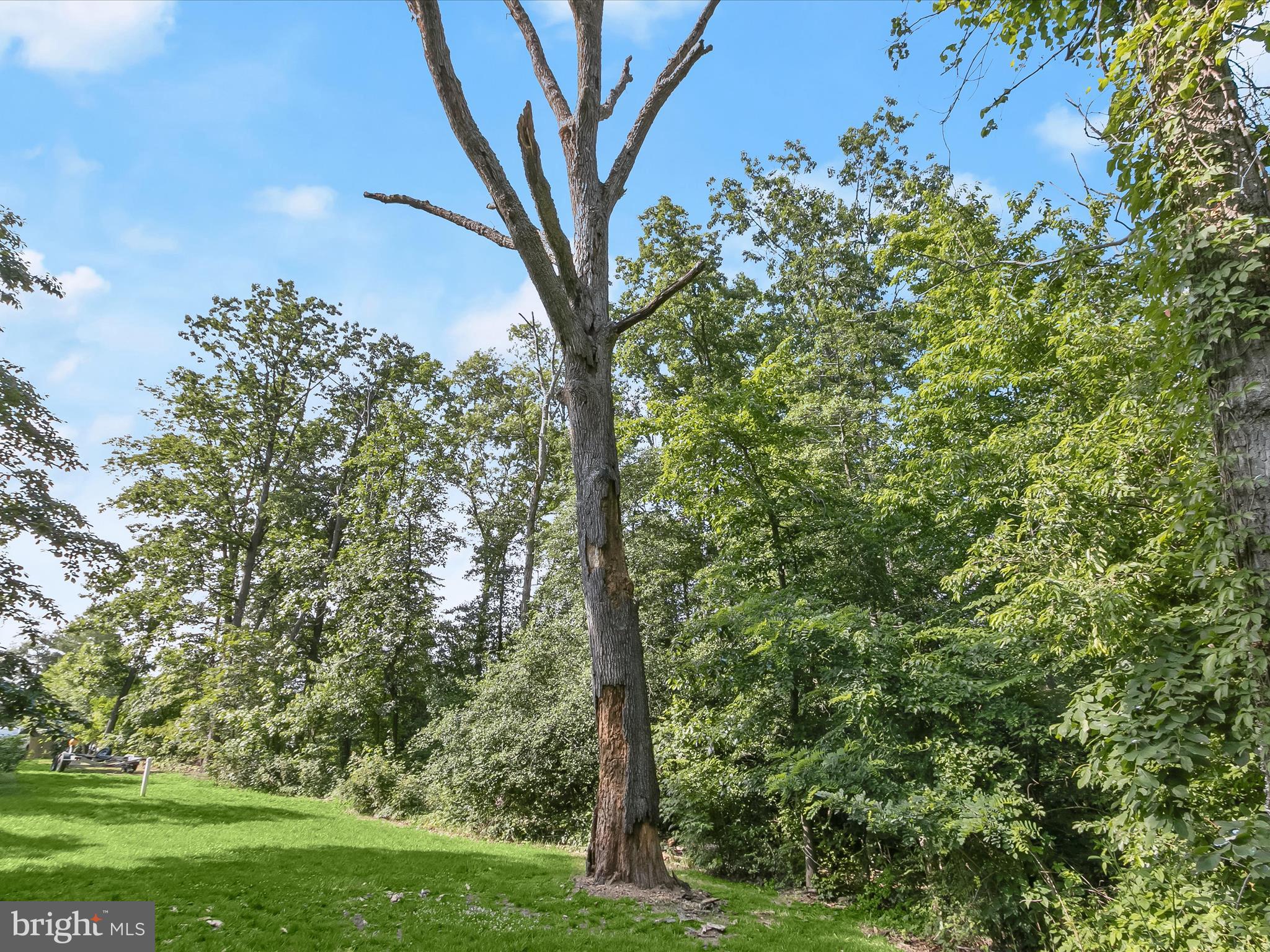 Lot 17 Vinter Lane Pasadena, MD 21122 - Photo 13 of 42 a view of a yard with a tree