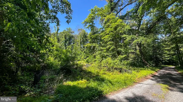 a view of a yard with plants and large trees