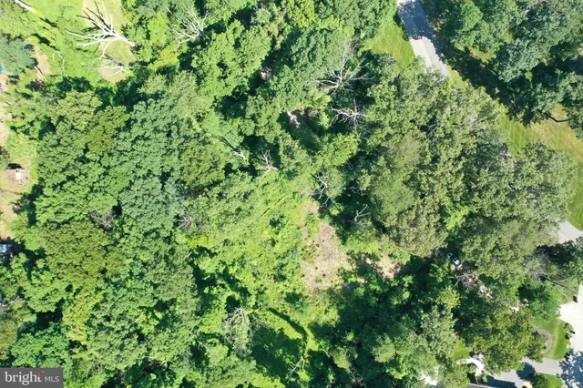 a view of a lush green forest