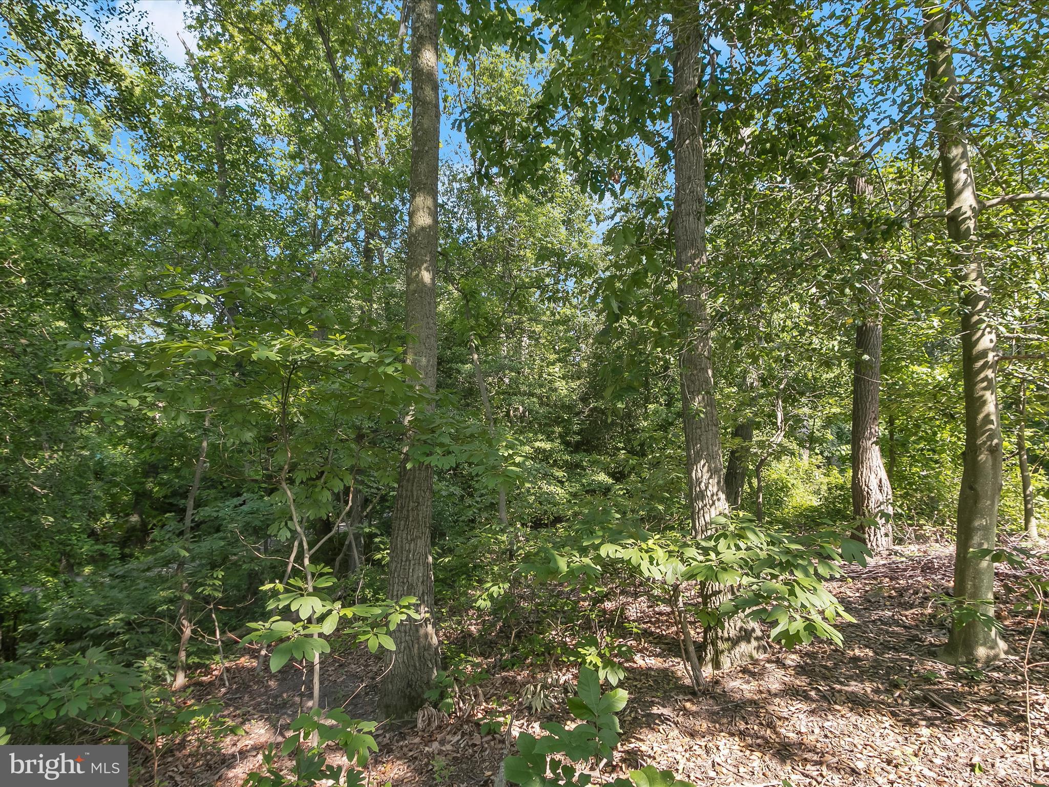 Lot 17 Vinter Lane Pasadena, MD 21122 - Photo 7 of 42 a view of a lush green forest