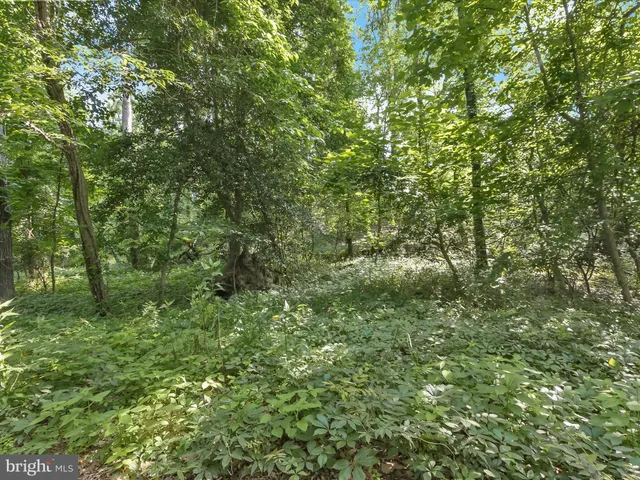 a view of a lush green forest
