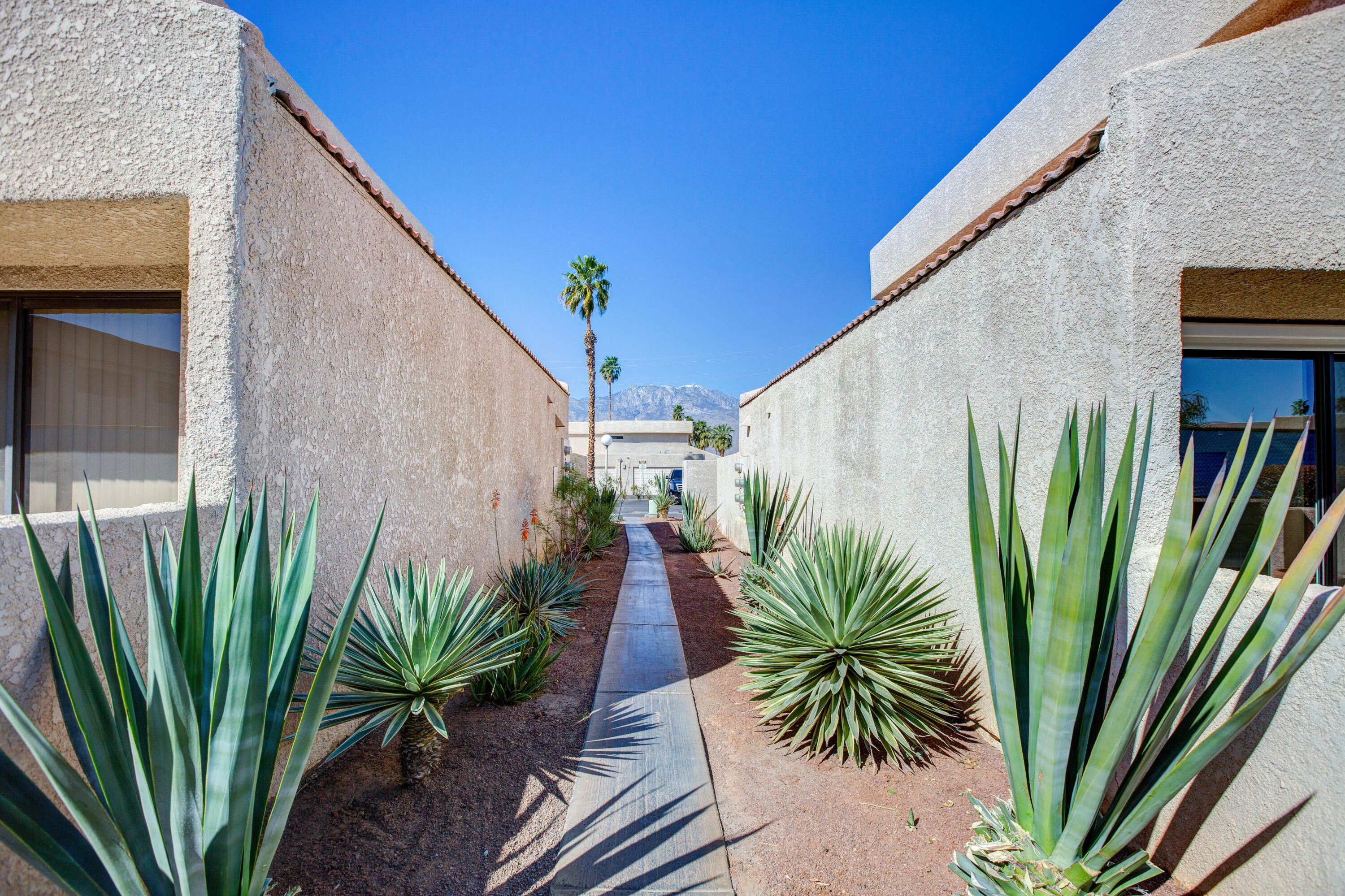 34352 Laura Way Rancho Mirage, CA 92270 - Photo 29 of 36 a view of a palm plant that is in front of house