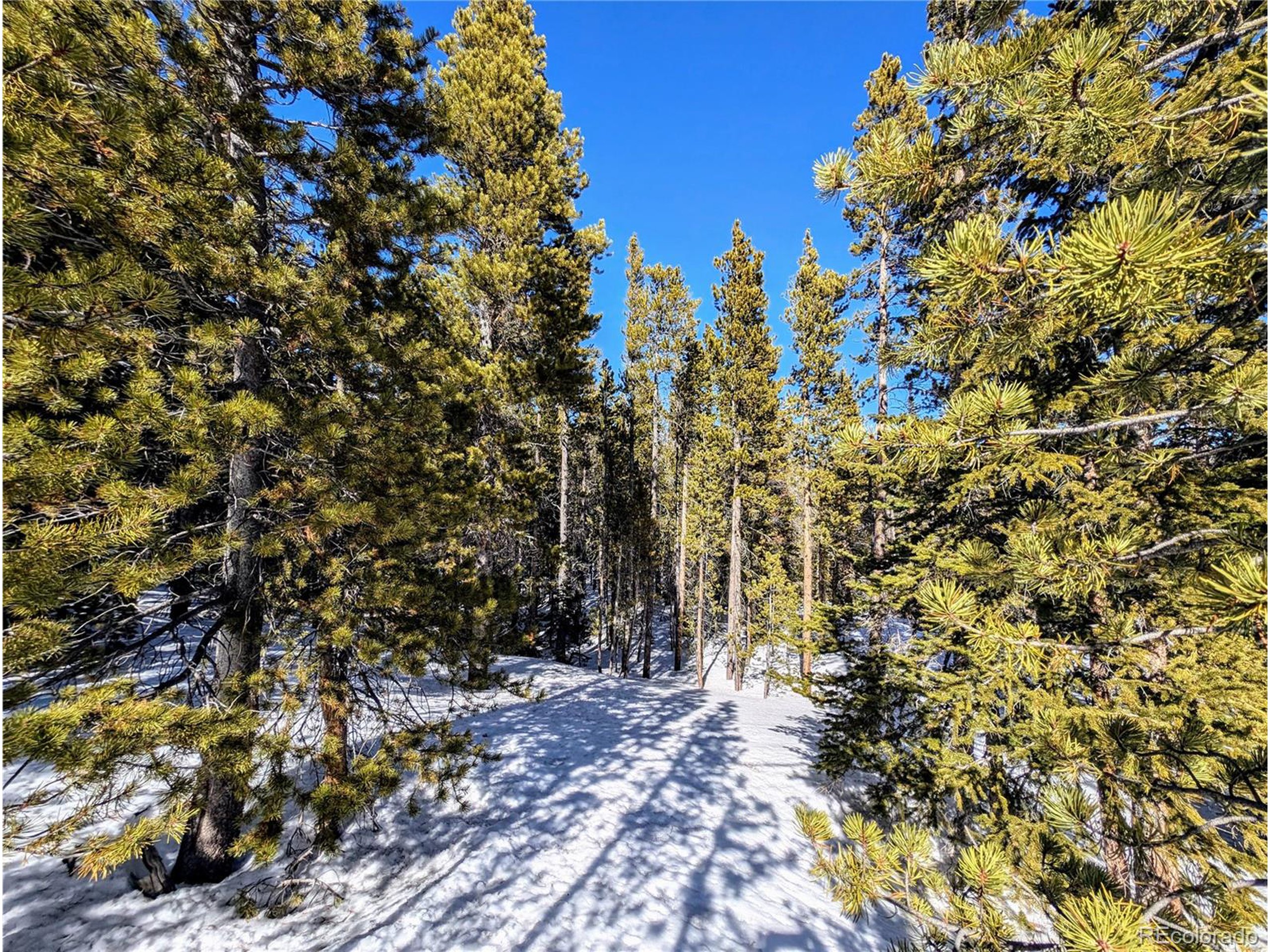 234 Alice Road Idaho Springs, CO 80452 - Photo 1 of 20 a view of a house with lots of trees