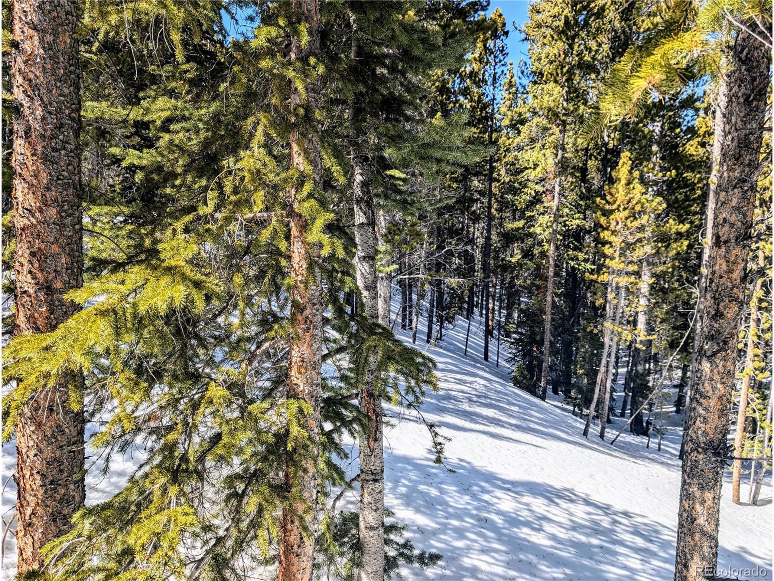 234 Alice Road Idaho Springs, CO 80452 - Photo 11 of 20 a view of a yard