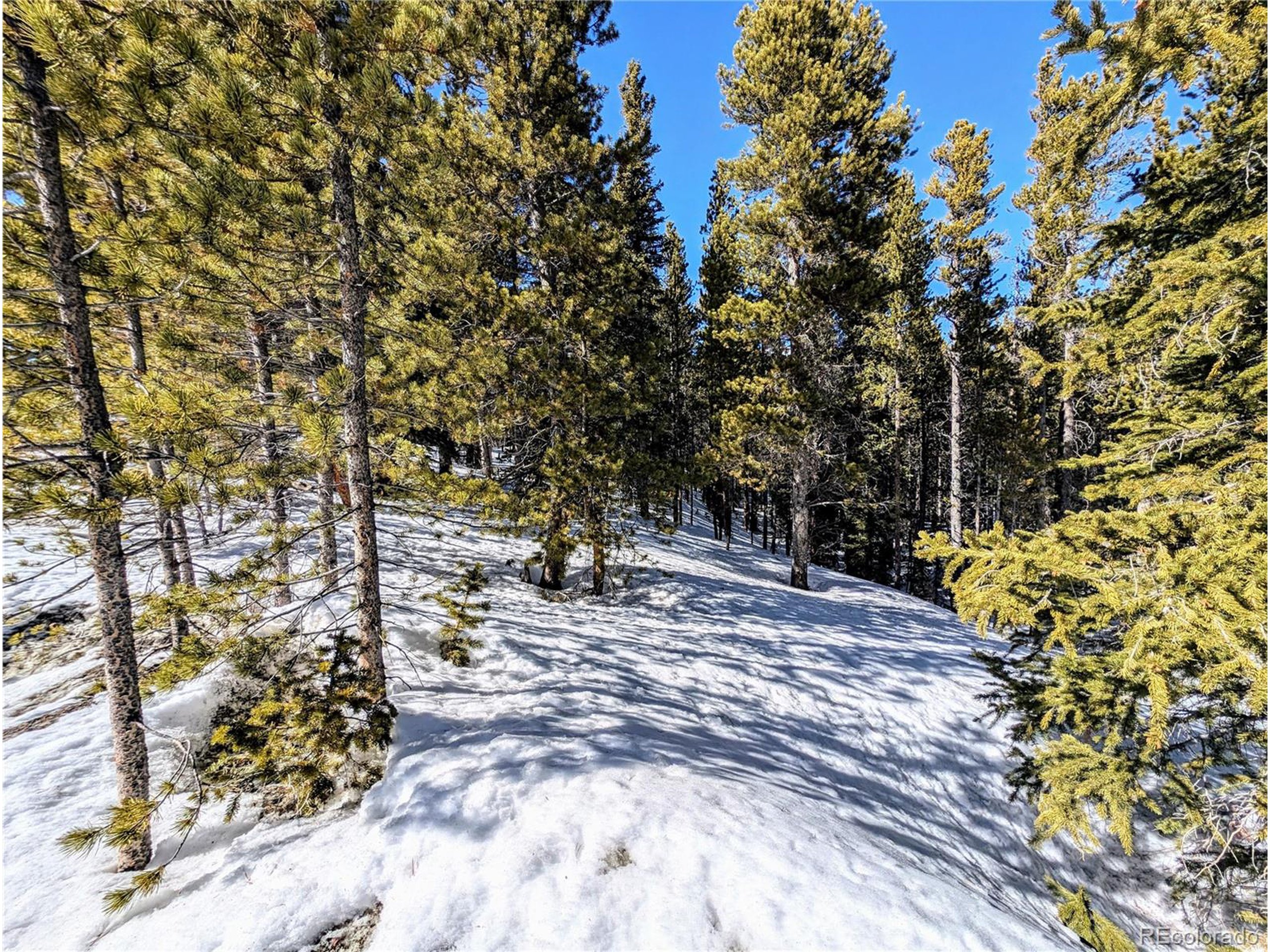 234 Alice Road Idaho Springs, CO 80452 - Photo 13 of 20 a view of a yard with plants and trees