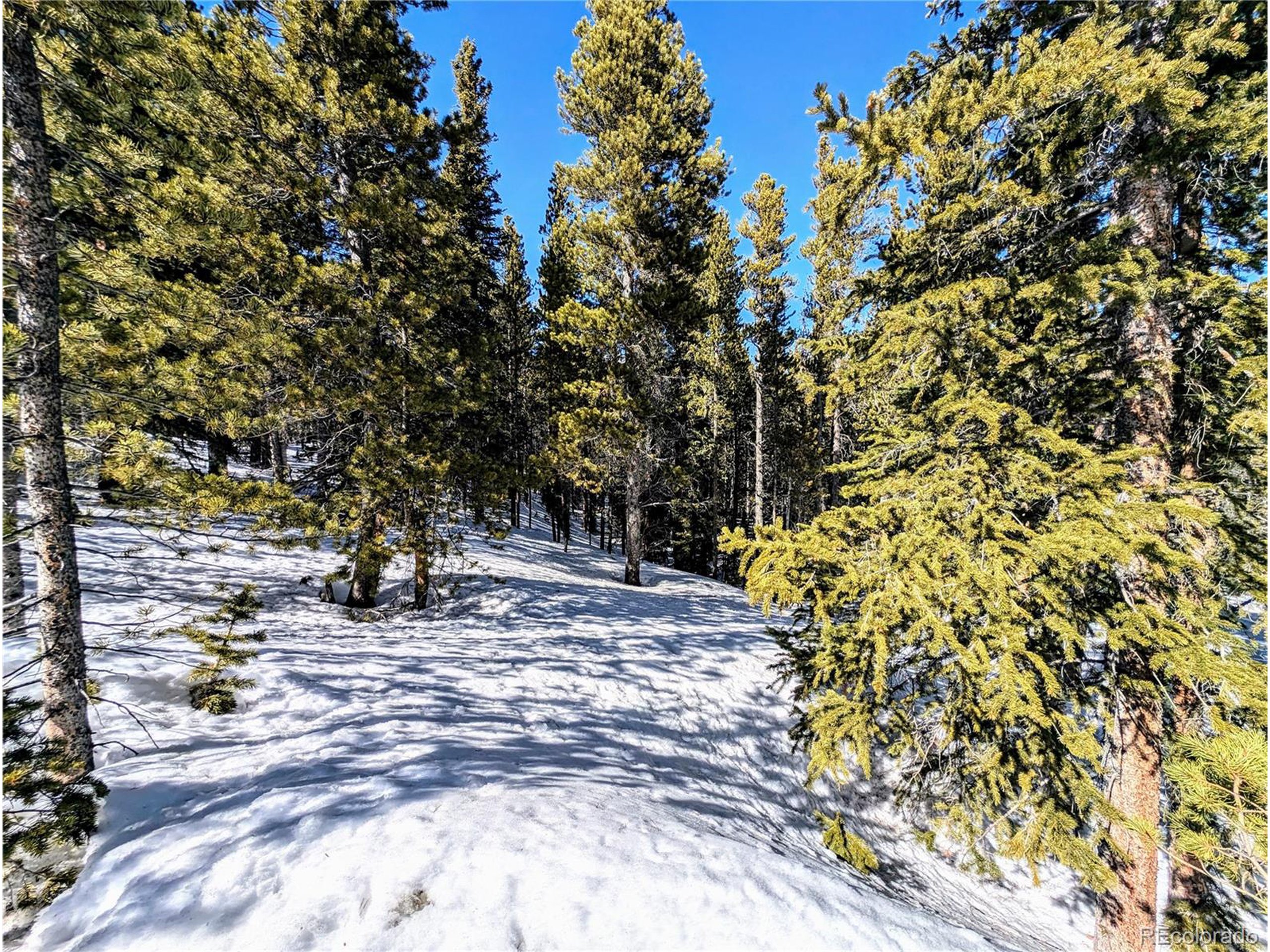 234 Alice Road Idaho Springs, CO 80452 - Photo 14 of 20 a view of a yard with some trees
