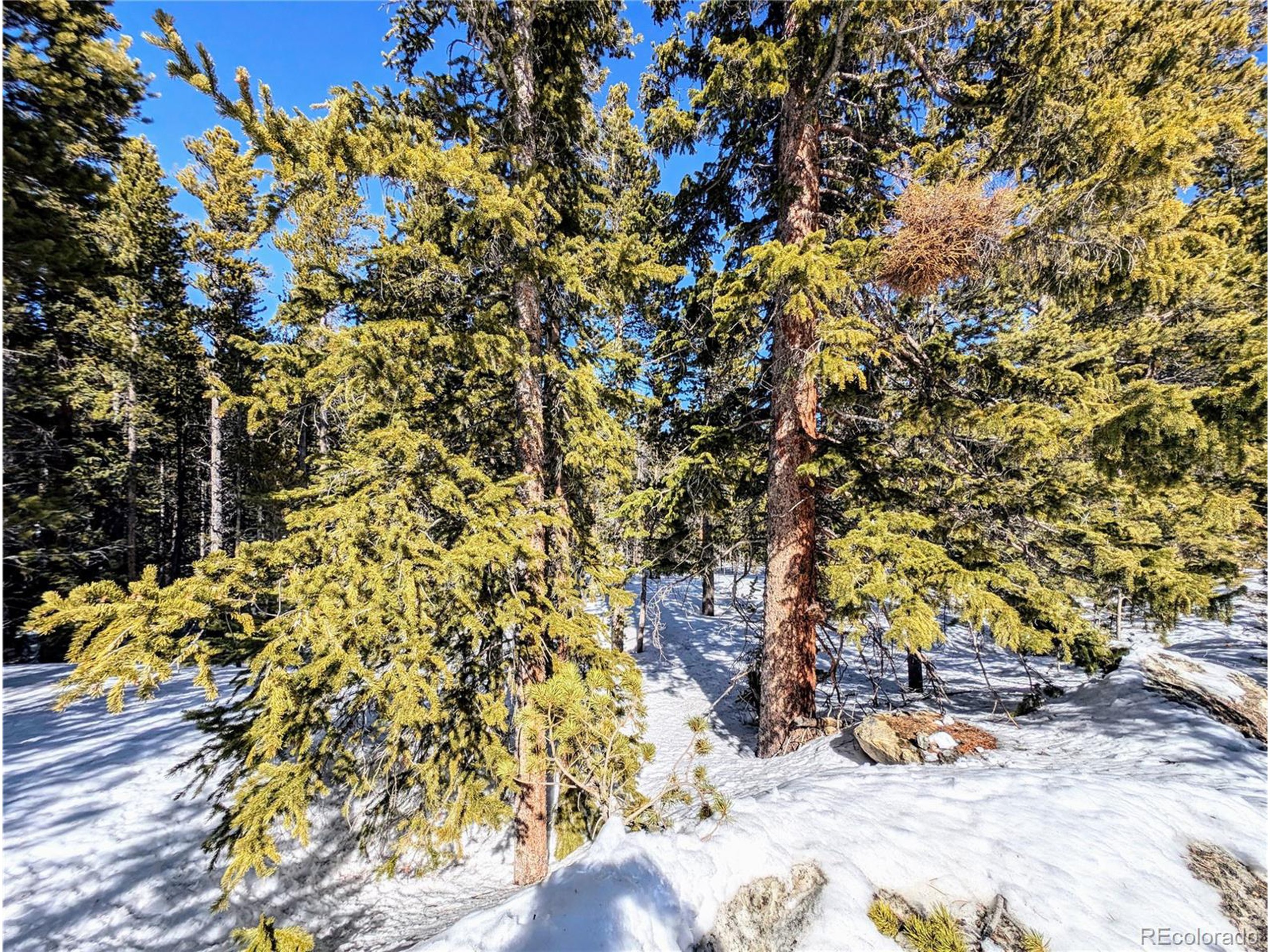 234 Alice Road Idaho Springs, CO 80452 - Photo 15 of 20 a view of a tree with some plants