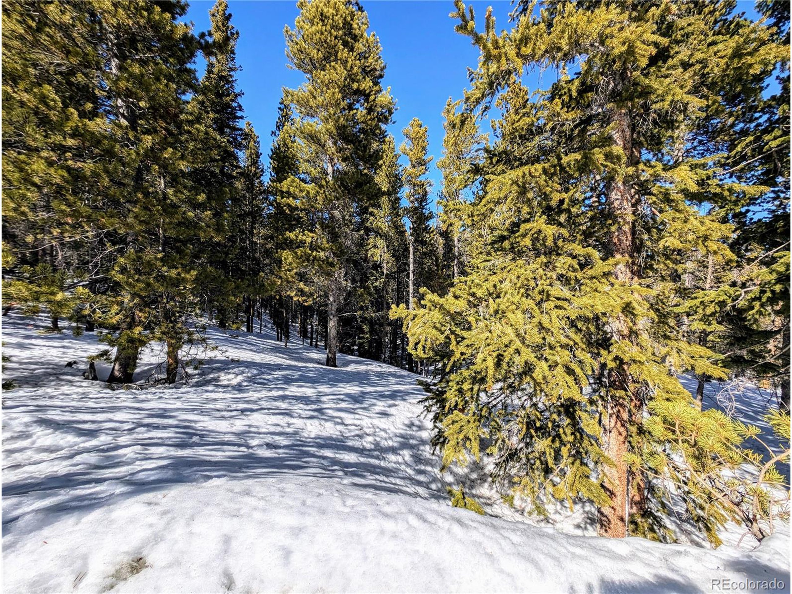 234 Alice Road Idaho Springs, CO 80452 - Photo 3 of 20 a view of a tree with tree in front of it