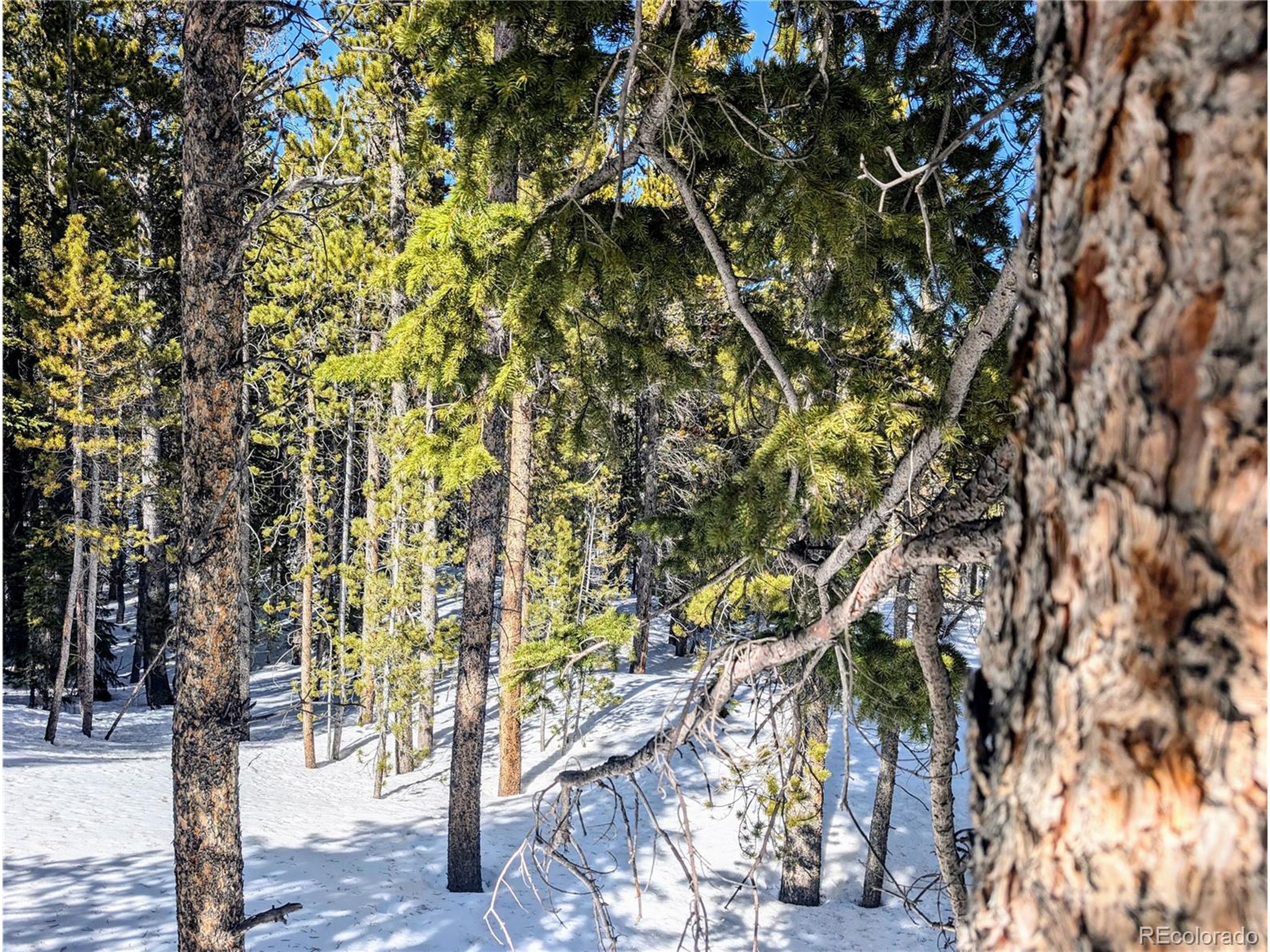 234 Alice Road Idaho Springs, CO 80452 - Photo 5 of 20 a picture of tree