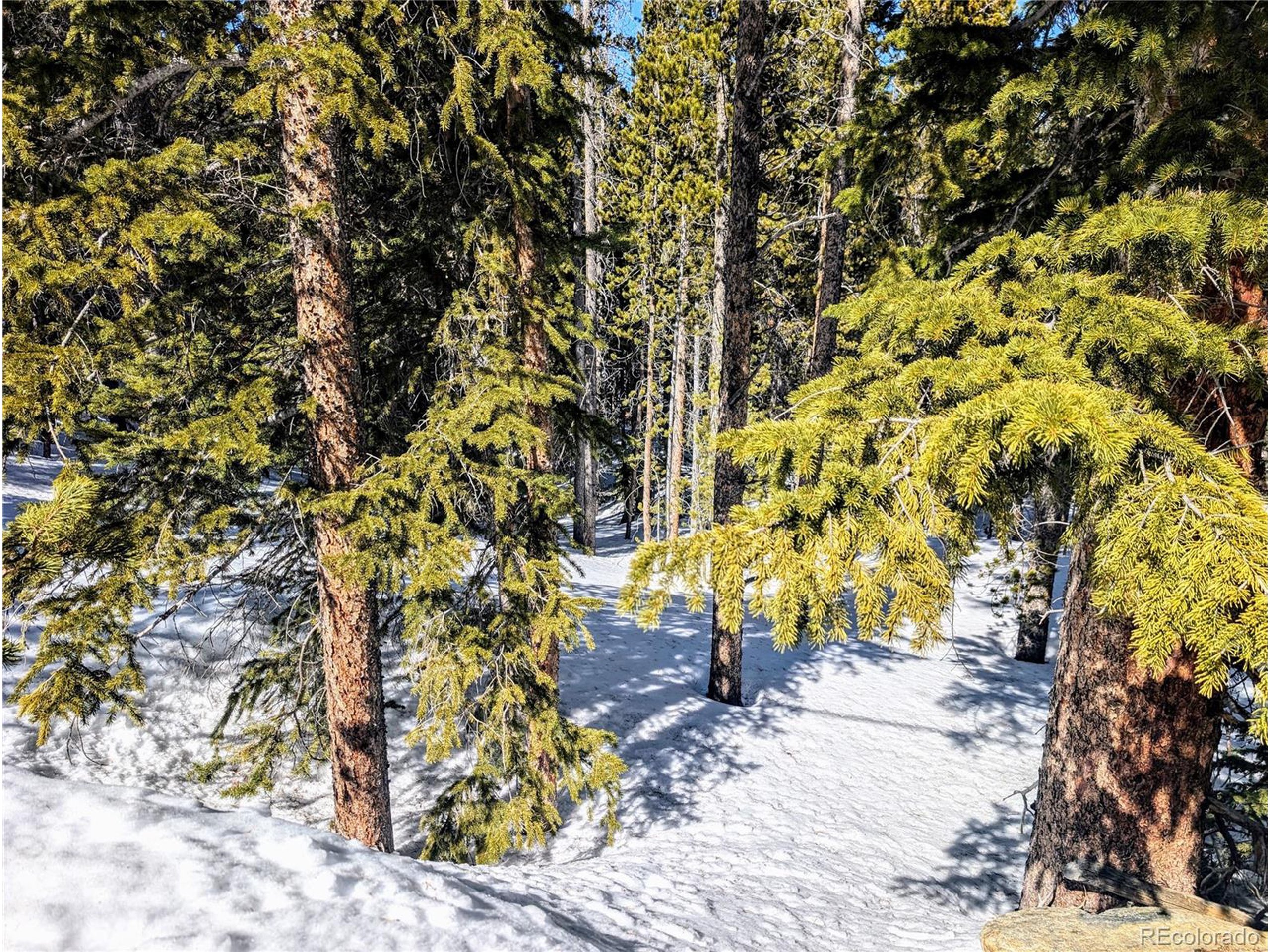 234 Alice Road Idaho Springs, CO 80452 - Photo 6 of 20 a view of yard