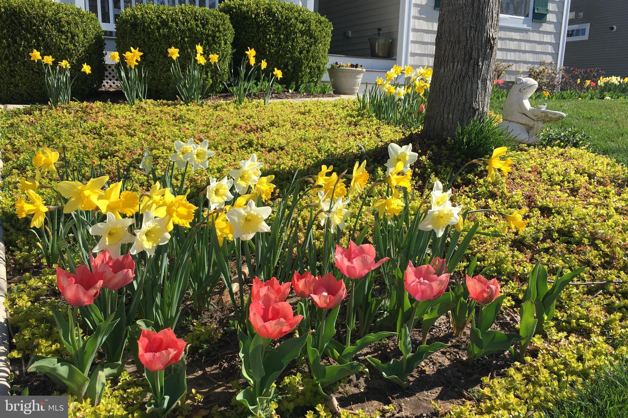 16635 Shoal Road Lewes, DE 19958 - Photo 3 of 60 Vibrant spring blooms in a sunny garden.