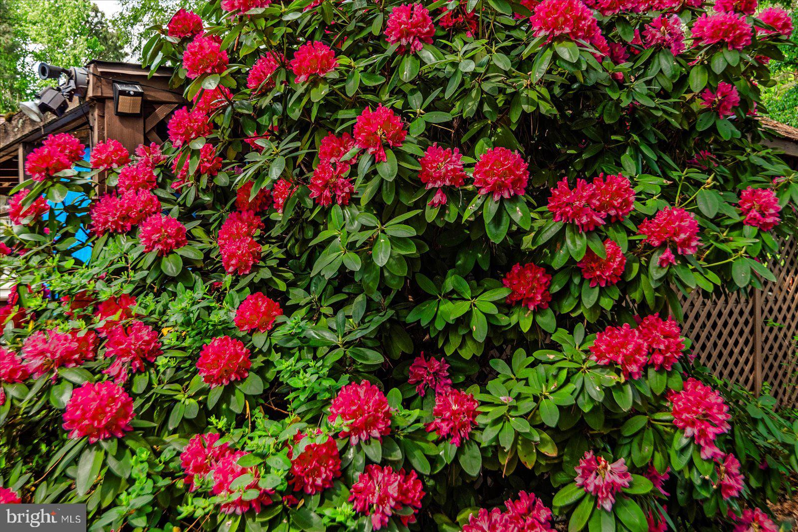 797 Forest Grove Road Colonial Beach, VA 22443 - Photo 6 of 38 Springtime flowers