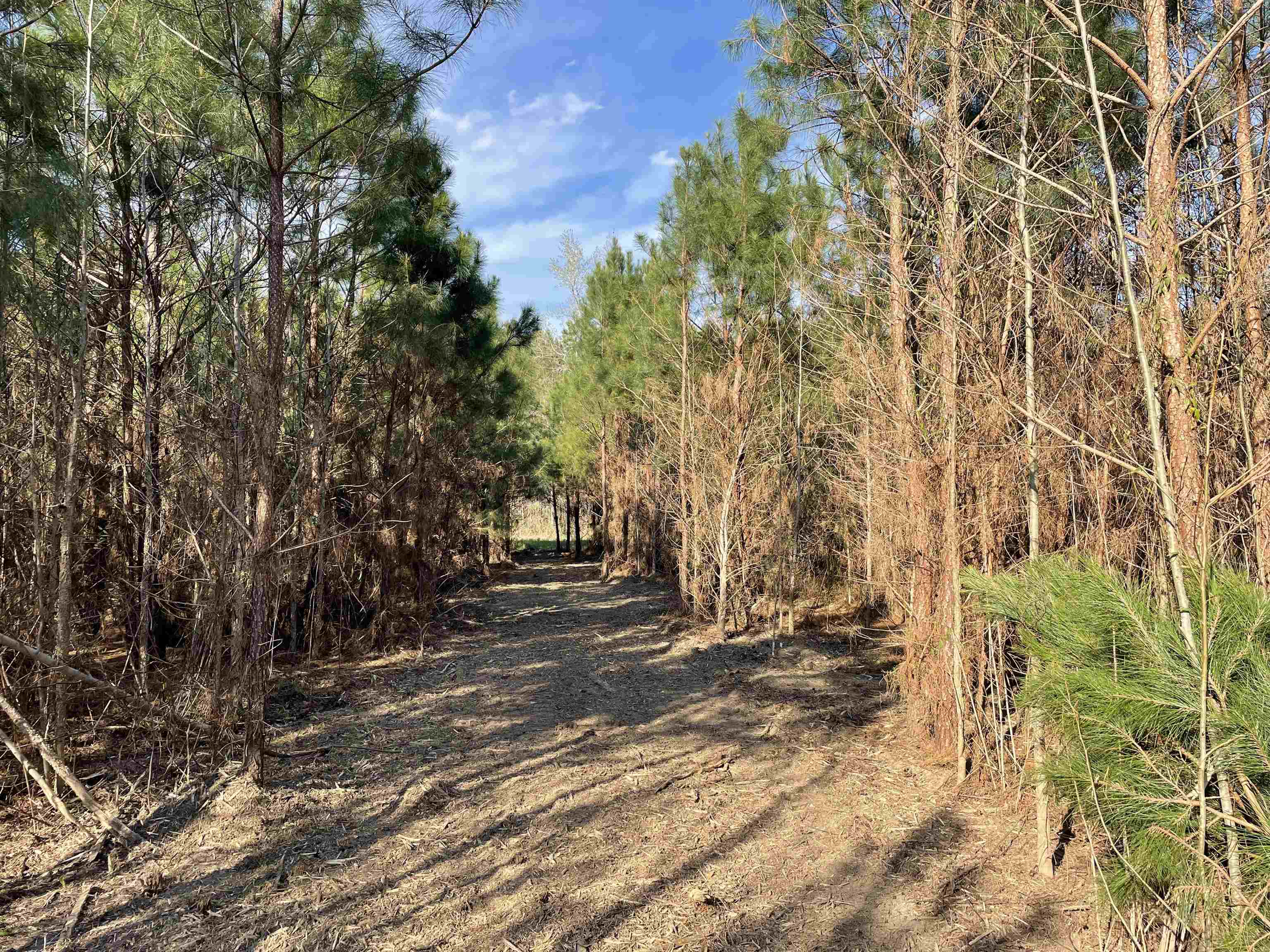 Tbt Tbt Chair Road Hemingway, SC 29554 - Photo 15 of 26