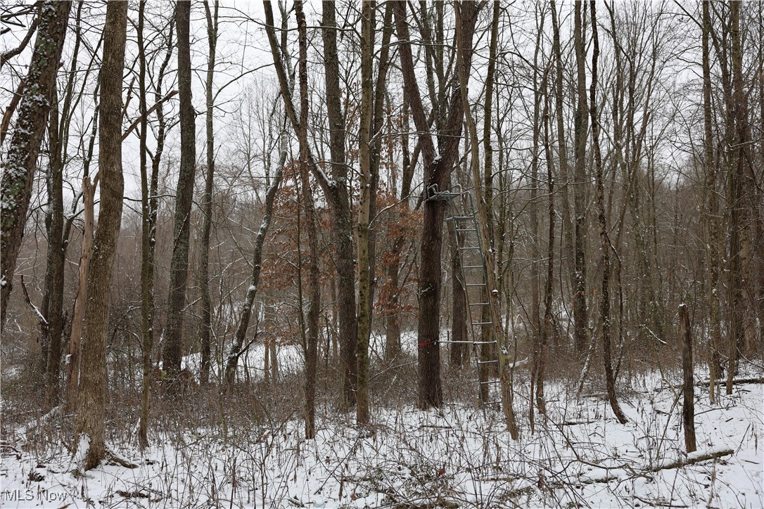 402 County Road Warsaw, OH 43844 - Photo 3 of 19 Snowy view featuring a wooded view