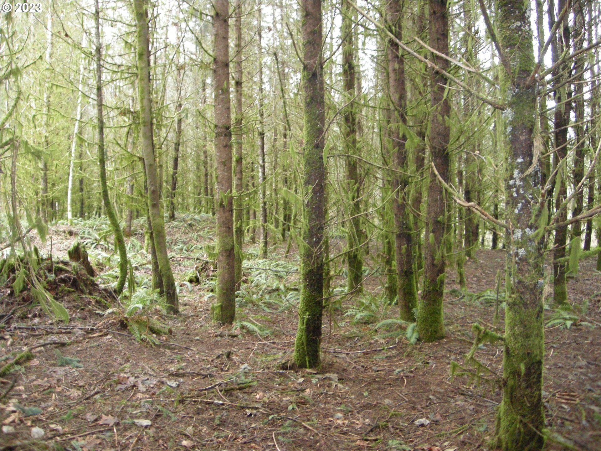 Meissner Road, Unit 1700 Deer Island, OR 97054 - Photo 11 of 11 Gallery Image 11