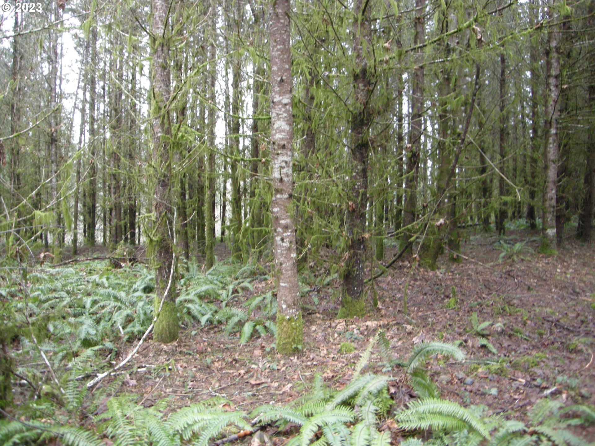 Meissner Road, Unit 1700 Deer Island, OR 97054 - Photo 5 of 11 Gallery Image 5