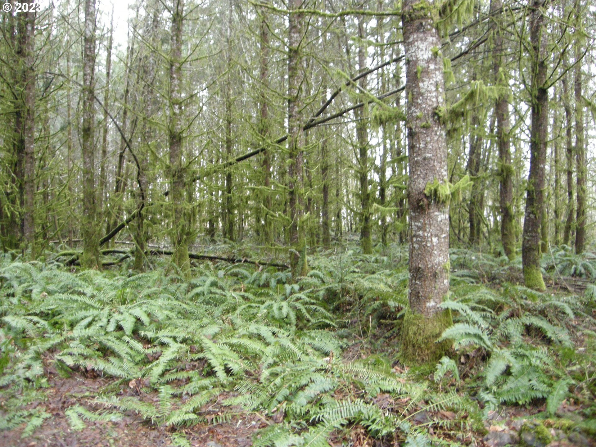 Meissner Road, Unit 1700 Deer Island, OR 97054 - Photo 6 of 11 Gallery Image 6