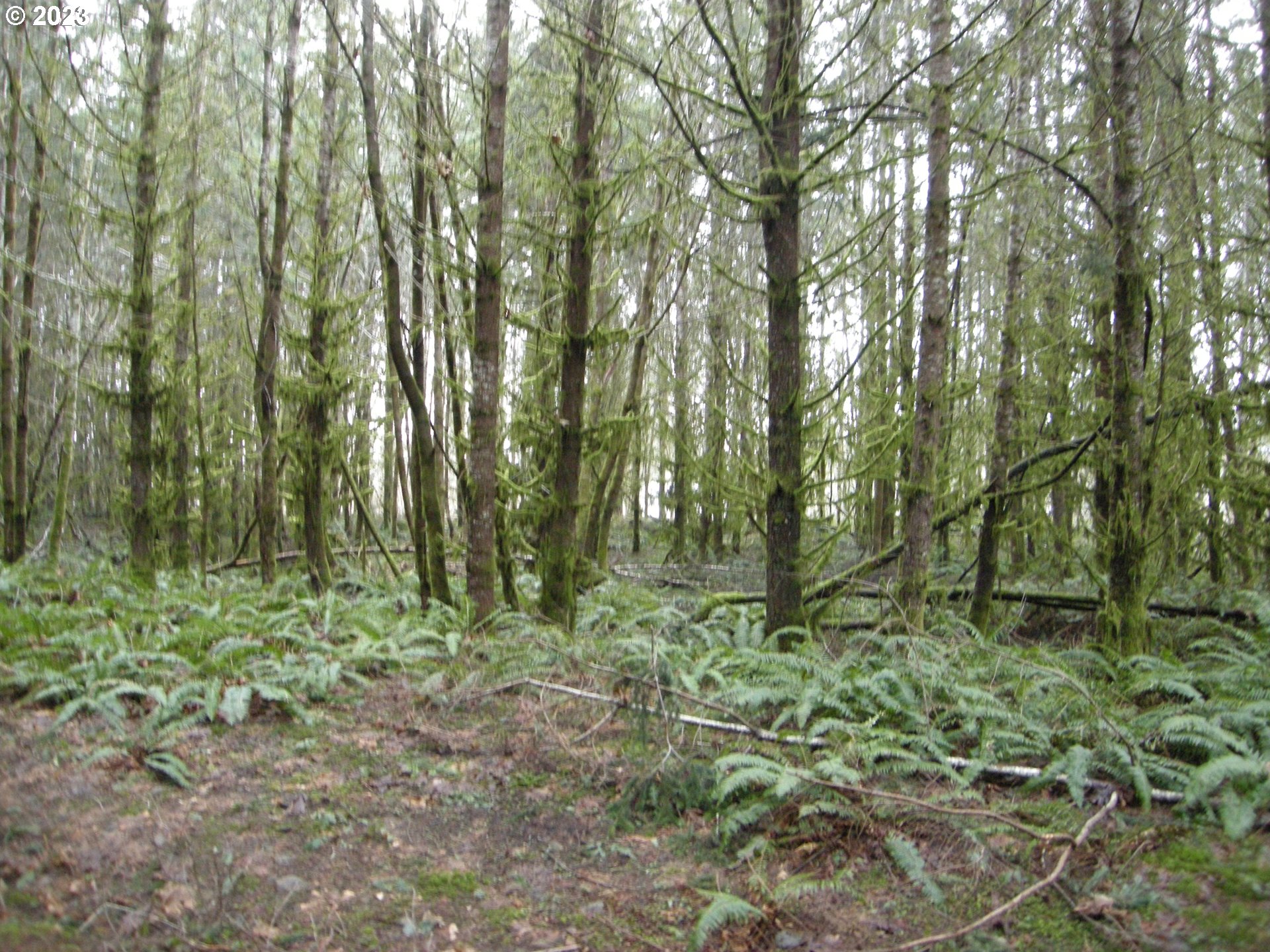 Meissner Road, Unit 1700 Deer Island, OR 97054 - Photo 9 of 11 Gallery Image 9