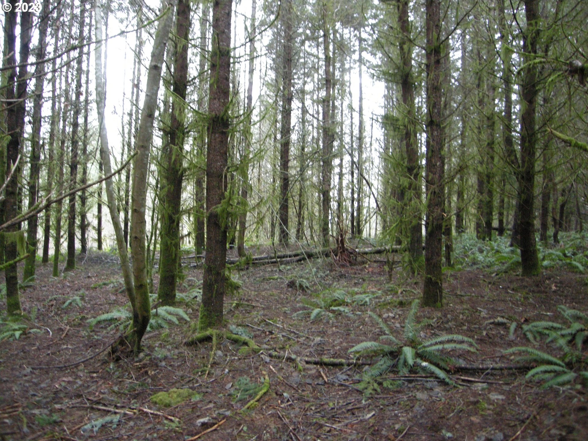 Meissner Road, Unit 1700 Deer Island, OR 97054 - Photo 10 of 11 Gallery Image 10