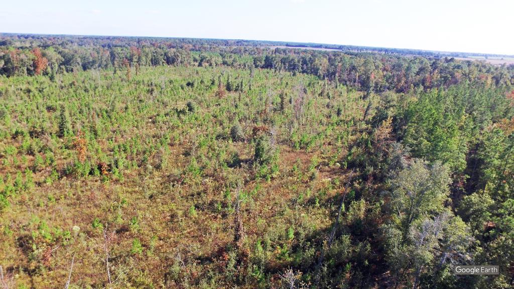 0 Greenhouse Road Gordon, AL 36343 - Photo 3 of 38