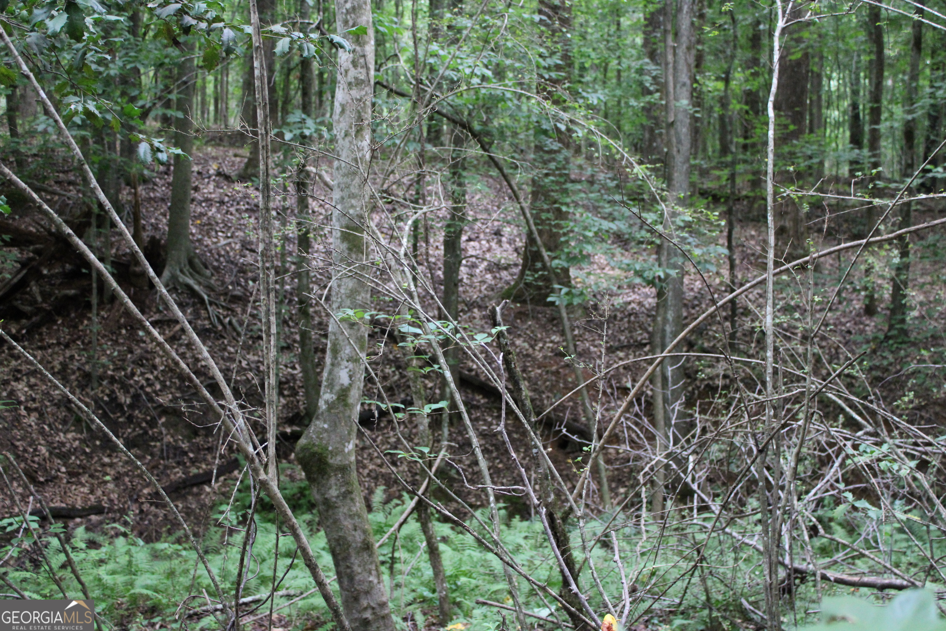 2 Garnett Ward Road Hull, GA 30646 - Photo 14 of 24 a view of a forest
