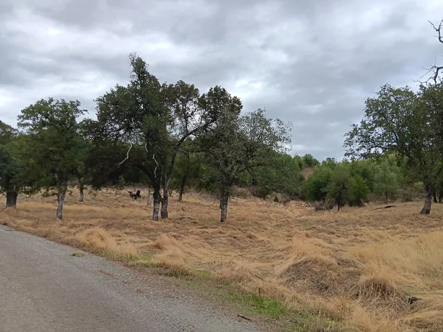 a view of open space with trees