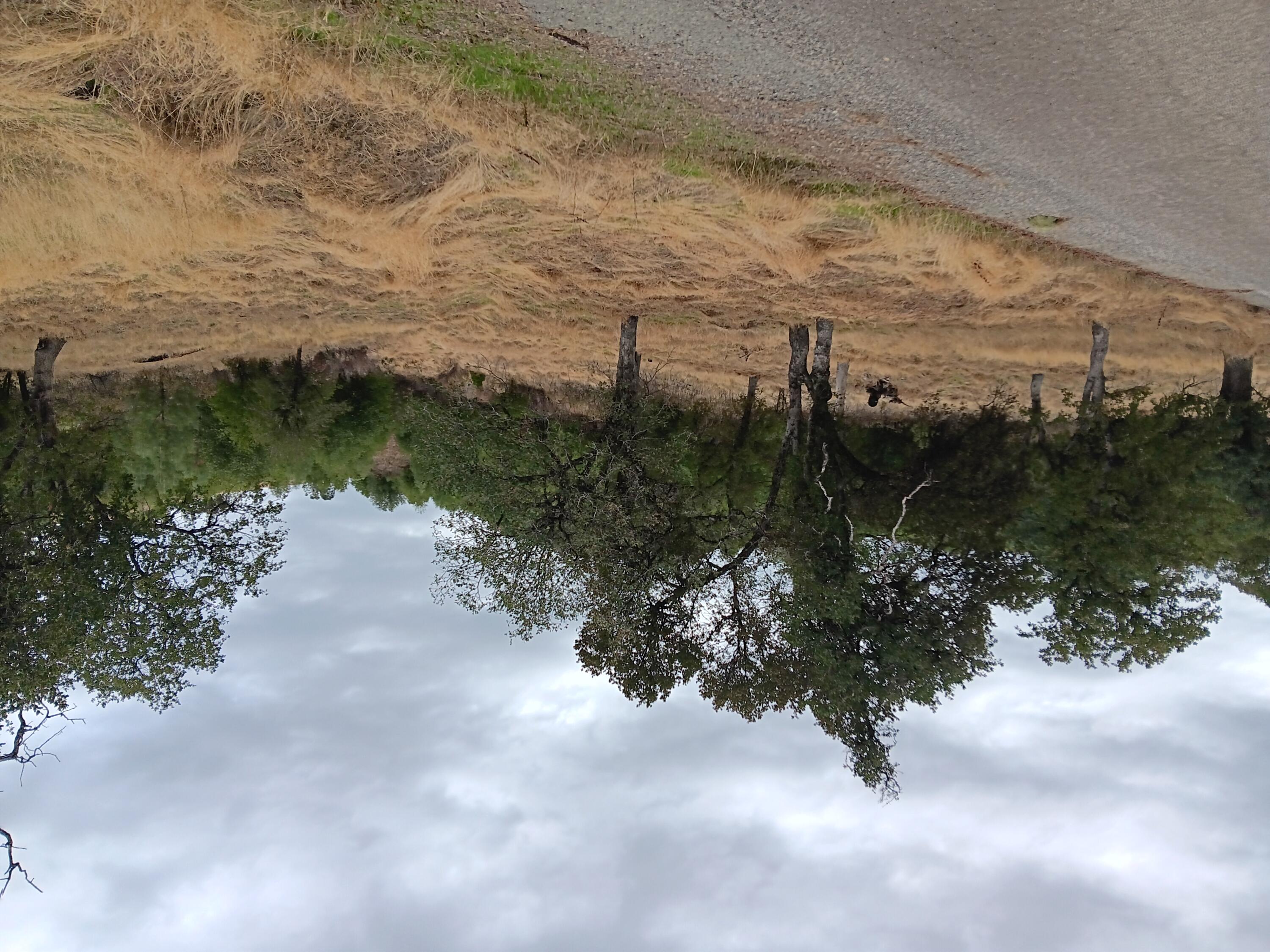 a view of open space with trees