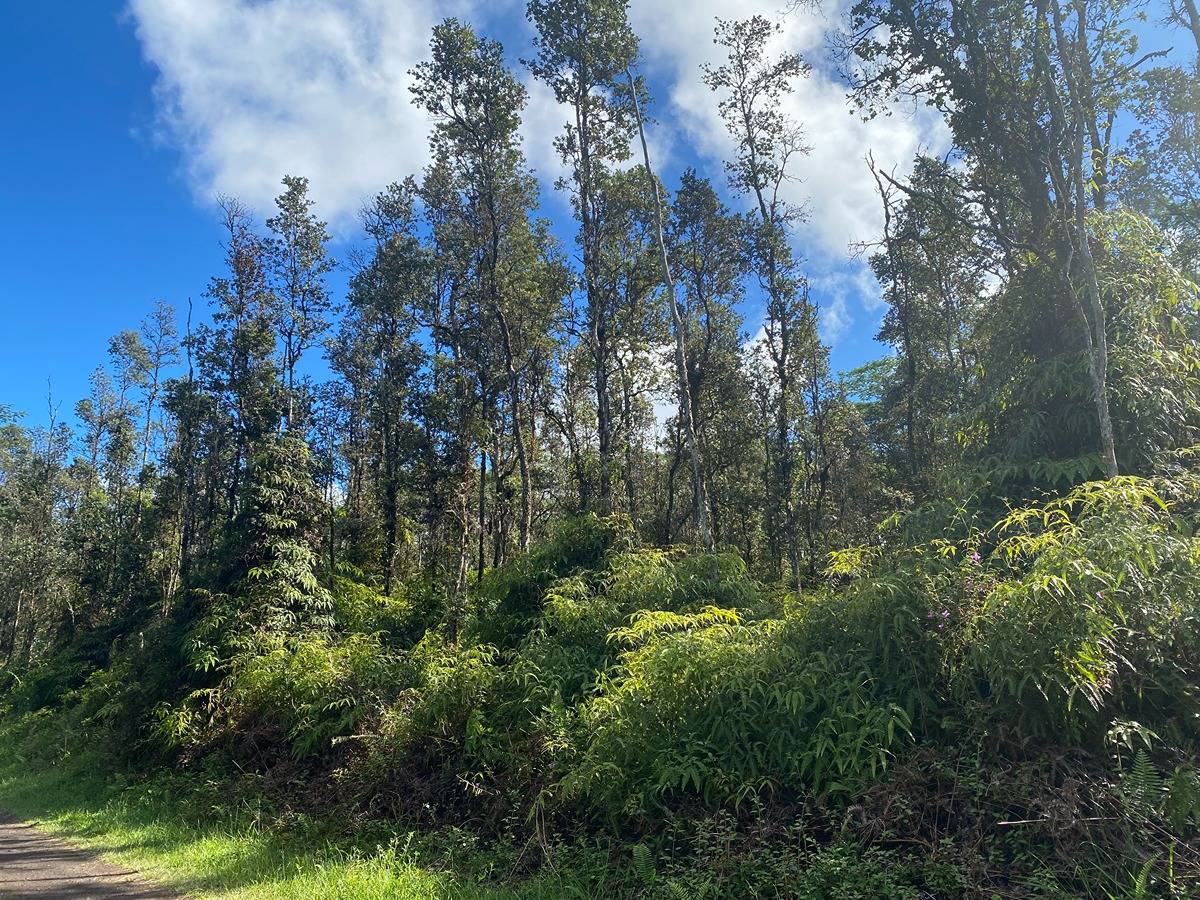 255 Hawaii Road Pahoa, HI 96778 - Photo 6 of 26 Gallery Image 6