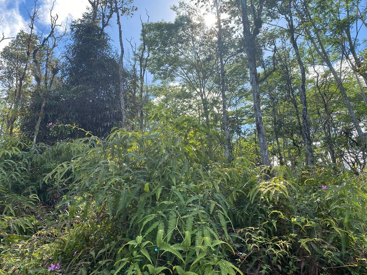 255 Hawaii Road Pahoa, HI 96778 - Photo 7 of 26 Gallery Image 7