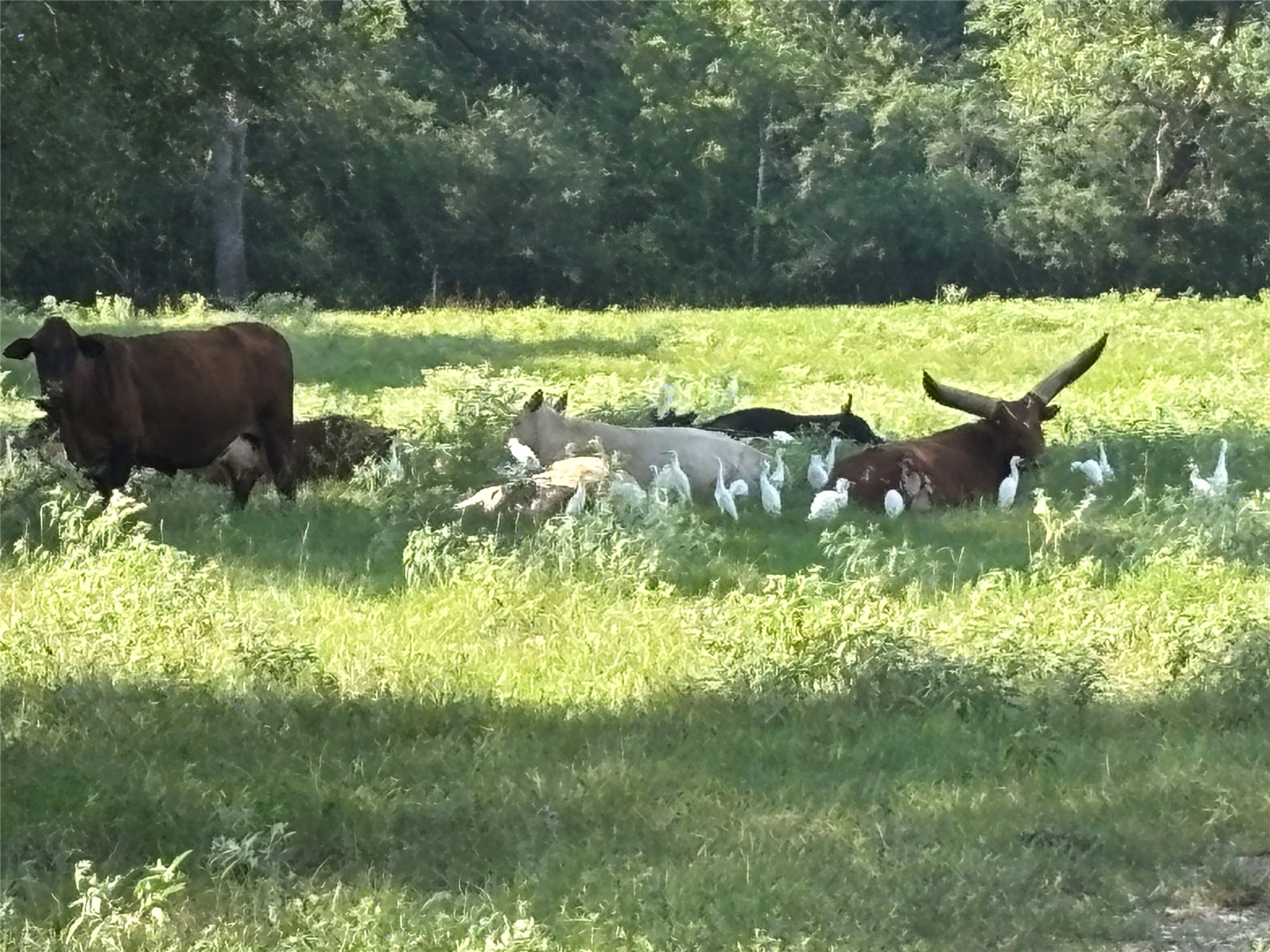 0 Mellman Road Hempstead, TX 77445 - Photo 8 of 14