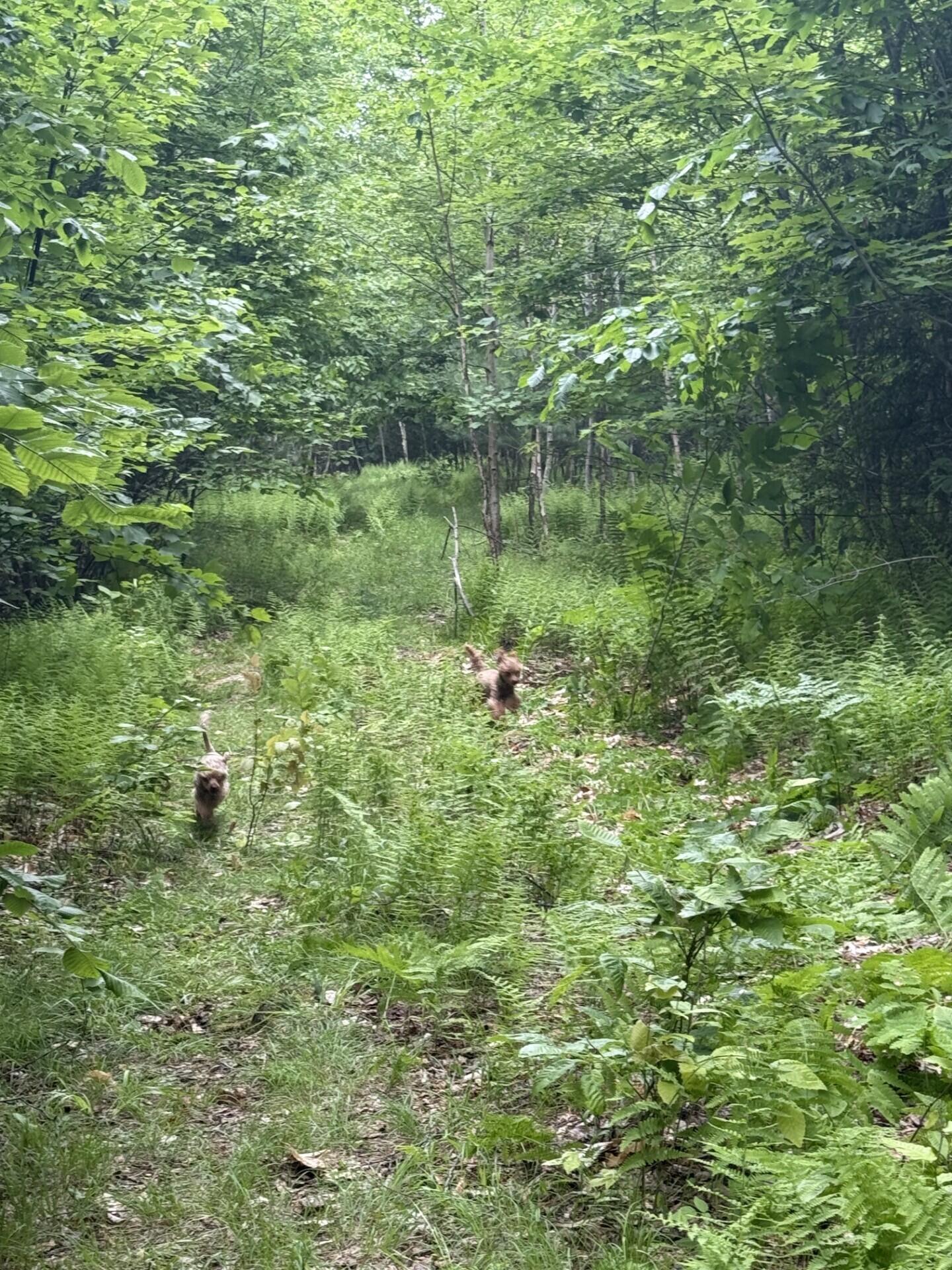 47-025 Cardinal Drive Embden, ME 04958 - Photo 34 of 55 12