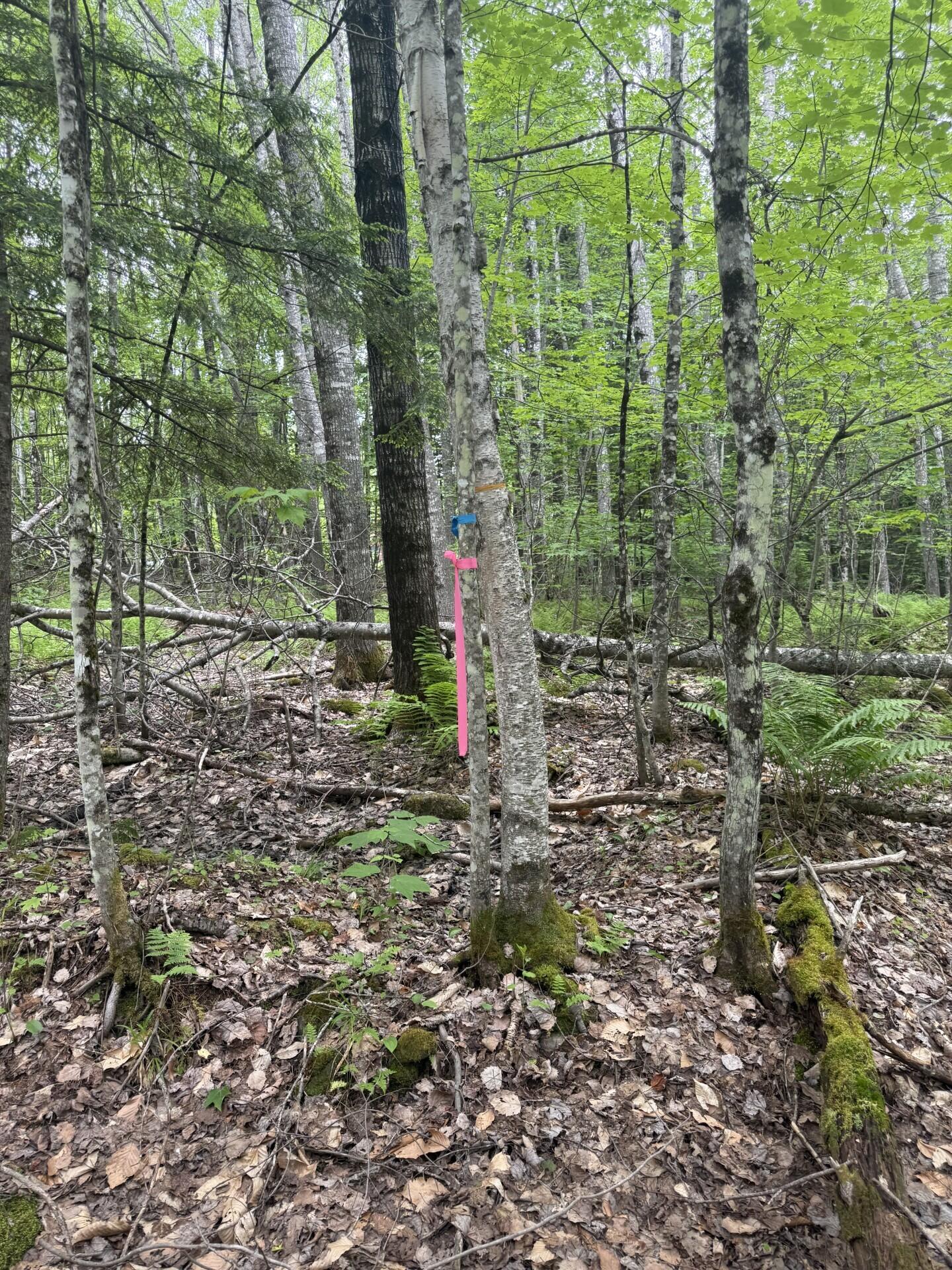 47-025 Cardinal Drive Embden, ME 04958 - Photo 36 of 55 14