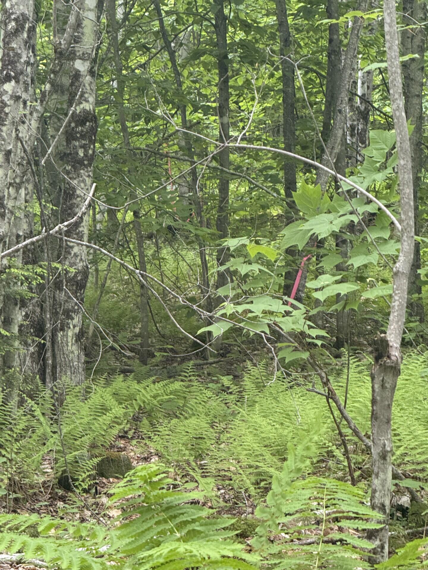 47-025 Cardinal Drive Embden, ME 04958 - Photo 41 of 55 19