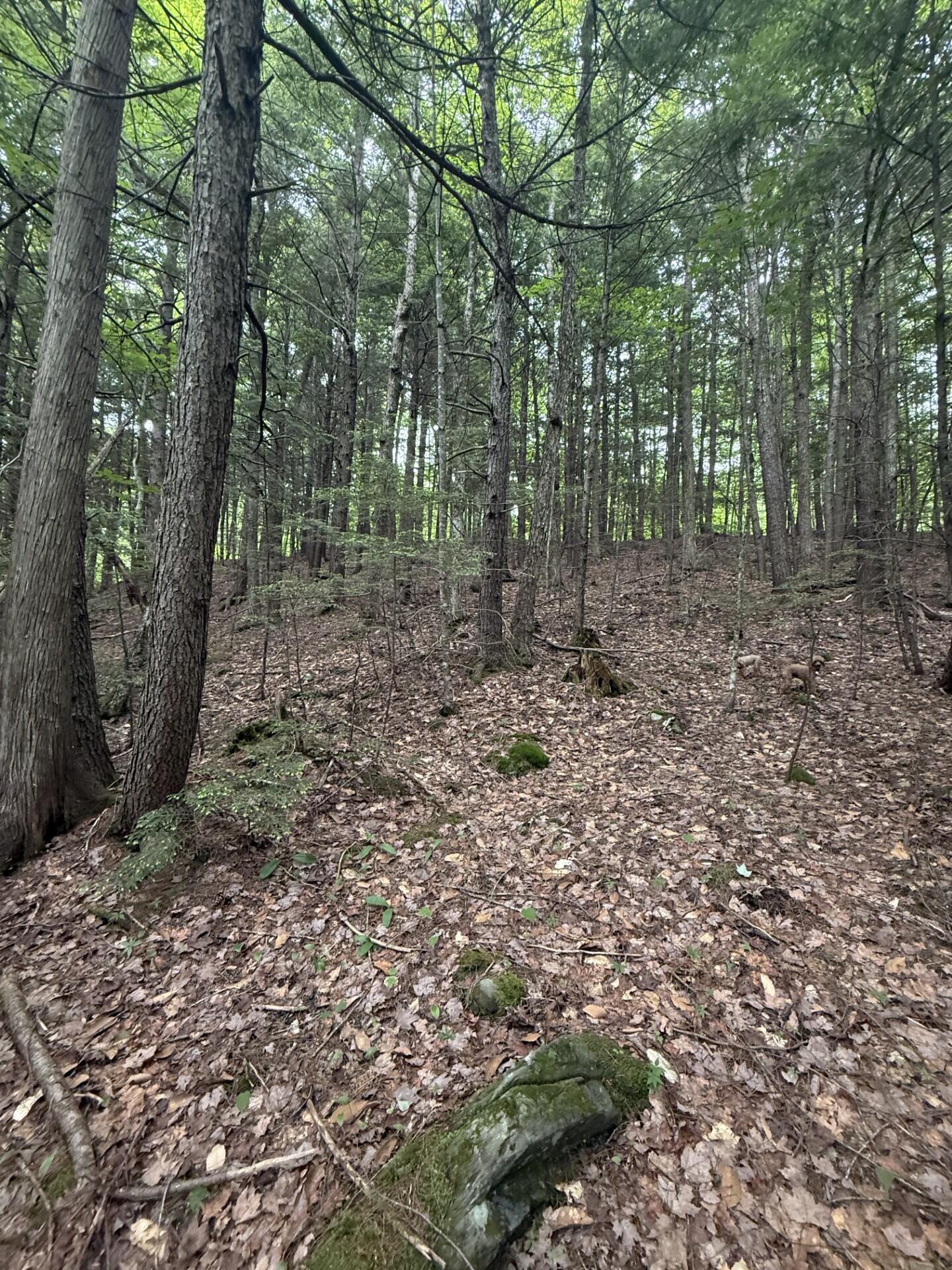 47-025 Cardinal Drive Embden, ME 04958 - Photo 49 of 55 34