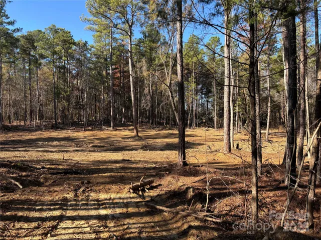 a view of a yard with lots of trees