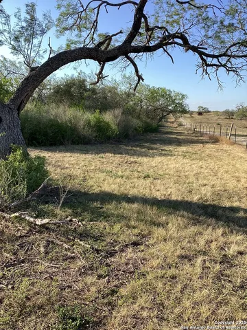 a view of a forest with a tree