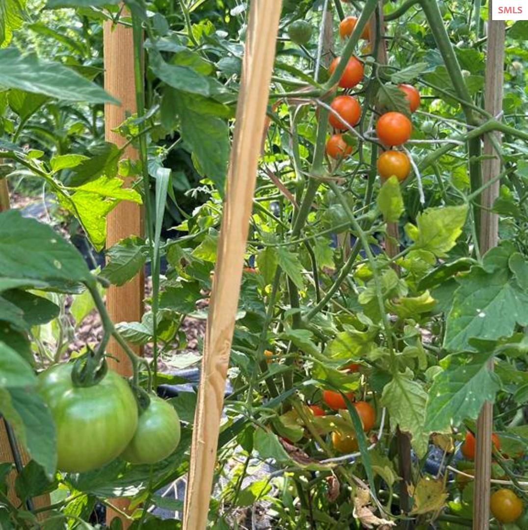 633 Old Mill Road Sandpoint, ID 83864 - Photo 40 of 55 Apple trees, established berries, and more